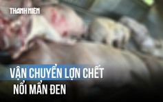 Chặn đứng chuyến hàng chở lợn chết nổi mẩn đen ở Quảng Trị