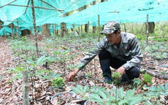 Kon Tum: Cấp mã vùng trồng sâm Ngọc Linh có sơ suất