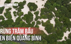 Rừng trâm bầu hơn 500 năm tuổi ven biển Quảng Bình