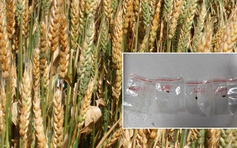 Nhà nghiên cứu Trung Quốc mang 'vũ khí khủng bố nông nghiệp' vào Mỹ?