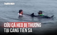 Cá heo nặng khoảng 200 kg bị thương, dạt vào cảng Tiên Sa