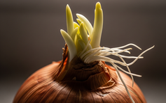 Hành tây mọc mầm xanh, ăn có an toàn?