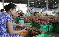 Thanh long Bình Thuận đang 'tàn lụi'?