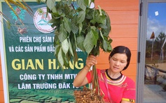 Hiểu biết về sâm Ngọc Linh của người Kon Tum trở thành di sản