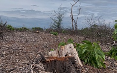 TP.Huế báo cáo Thủ tướng vụ hơn 2,5 ha rừng phòng hộ bị xã bán trái phép