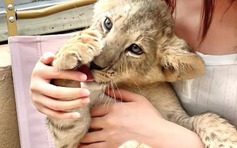 Cà phê ôm sư tử gây tranh cãi ở Trung Quốc