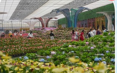 Cam Ly - Đà Lạt: ‘Thủ phủ’ du lịch canh nông tỉnh Lâm Đồng