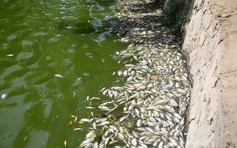 Quảng Trị: Cá chết trắng hồ Nam Lý, nghi do sốc nhiệt