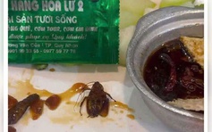 Làm rõ vụ gián xuất hiện trong món ăn tại một nhà hàng ở Quy Nhơn