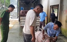 Mua 3 con lợn mắc dịch tả lợn châu Phi đem bán cho lò mổ