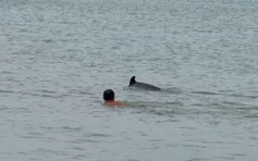 Quảng Trị: Người dân ra biển ngắm cá heo bơi vào gần bờ