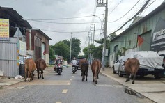 Bò thả rông gây nguy hiểm