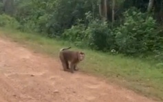 Quảng Trị: Khỉ hoang tấn công bé gái 10 tuổi nhập viện