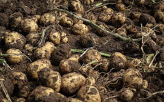 Tổ tiên khoai tây là cà chua dại 9 triệu năm tuổi?