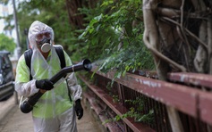 Trung Quốc 'dùng muỗi trị muỗi' giữa tâm dịch chikungunya