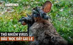 Thỏ 'Frankenstein' đầu tua tủa gai xuất hiện ở Mỹ