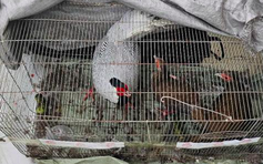 Luật sư nói về căn cứ pháp lý trong vụ án 13 con gà lôi trắng