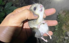 Ngăn chặn 'chuột quý tộc' cắn phá sâm Ngọc Linh