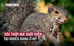 Sóc ‘zombie’ nổi u nhọt kỳ dị xuất hiện tại Mỹ