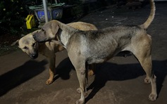 TP.HCM: 2 nạn nhân tử vong do bị chó cắn