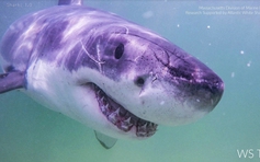 Cá mập trắng khổng lồ xuất hiện gần nhiều bãi biển Mỹ