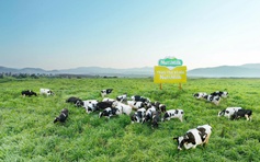 Lạ lùng Thái Lan sang Việt Nam mua bò sữa