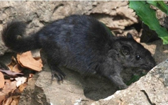 Loài chuột tuyệt chủng 11 triệu năm bất ngờ xuất hiện ở Phong Nha - Kẻ Bàng