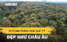 Ngắm rừng giá tỵ nở hoa trắng muốt, khung cảnh đẹp như châu Âu