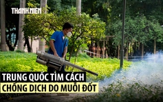 Trung Quốc chống dịch chikungunya bằng biện pháp thời Covid-19