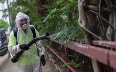 Bệnh chikungunya đang lây lan toàn cầu