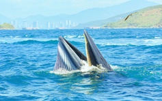 Không khuyến khích dùng cá voi thu hút khách du lịch ở Nha Trang