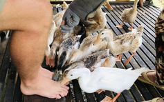 Độc đáo 'massage vịt' ở xứ cồn miền Tây