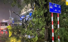 Đà Nẵng: Cây xanh bật gốc giữa phố, đè trúng xe máy trong mưa lớn