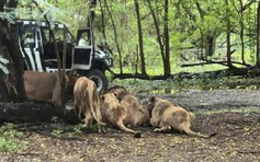 Kinh hoàng nhân viên sở thú bị bầy sư tử cắn chết trước mặt du khách