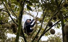 Xuất khẩu sầu riêng có kịp về đích?