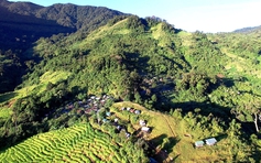 'Phu sâm' ở núi Ngọc Linh