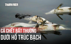 Vì sao cá chết trắng hồ Trúc Bạch?