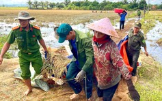 Mưa lớn bất thường, công an xã giúp dân gặt lúa chạy lũ