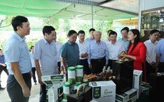 'Cởi trói' cho sâm Việt: Dưới tán lá rừng, một tương lai xanh đang hé mở