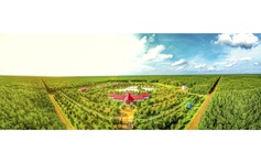 Cao su Chư Sê - Kampong Thom nhận EUDR đầu tiên toàn cầu