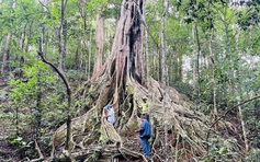 6 cây đa cổ thụ giữa rừng Kon Ka Kinh là cây di sản Việt Nam