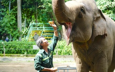 'Lão bà' voi Chuông 67 tuổi ở Thảo Cầm Viên: 40 năm gắn bó cùng quản tượng