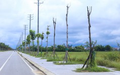 Hàng loạt cây xanh tại dự án đường hơn 370 tỉ đồng ở Huế chết khô