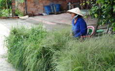 Chợ cỏ độc nhất miền Tây: Hơn 50 năm, chỉ bán đúng… một mặt hàng