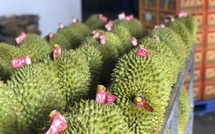 Xuất khẩu rau quả tăng vọt, đạt kỷ lục 1,3 tỉ USD chỉ trong 20 ngày