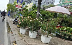 Cây, chậu cảnh bày bán tràn lan trên vỉa hè