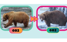 Tìm quán quân cho cuộc thi ‘gấu nào béo nhất’