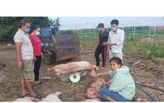 TP.HCM: Gần 4 năm chưa nhận được tiền hỗ trợ dịch tả heo châu Phi