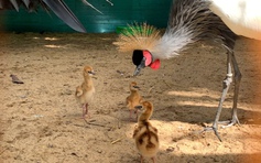 Sếu vương miện lần đầu đẻ trứng ở Thảo Cầm Viên: Tập tính sinh sản hiếm thấy