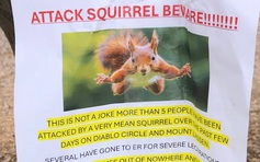 Nhập viện cấp cứu vì bị sóc tấn công bất ngờ